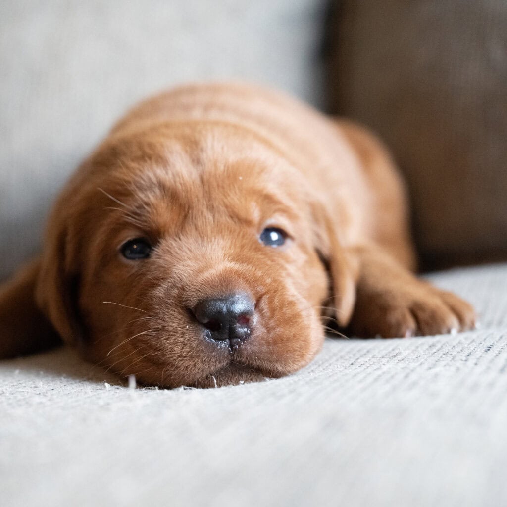 Cute English Labrador puppy with chocolate coat lying on a couch.