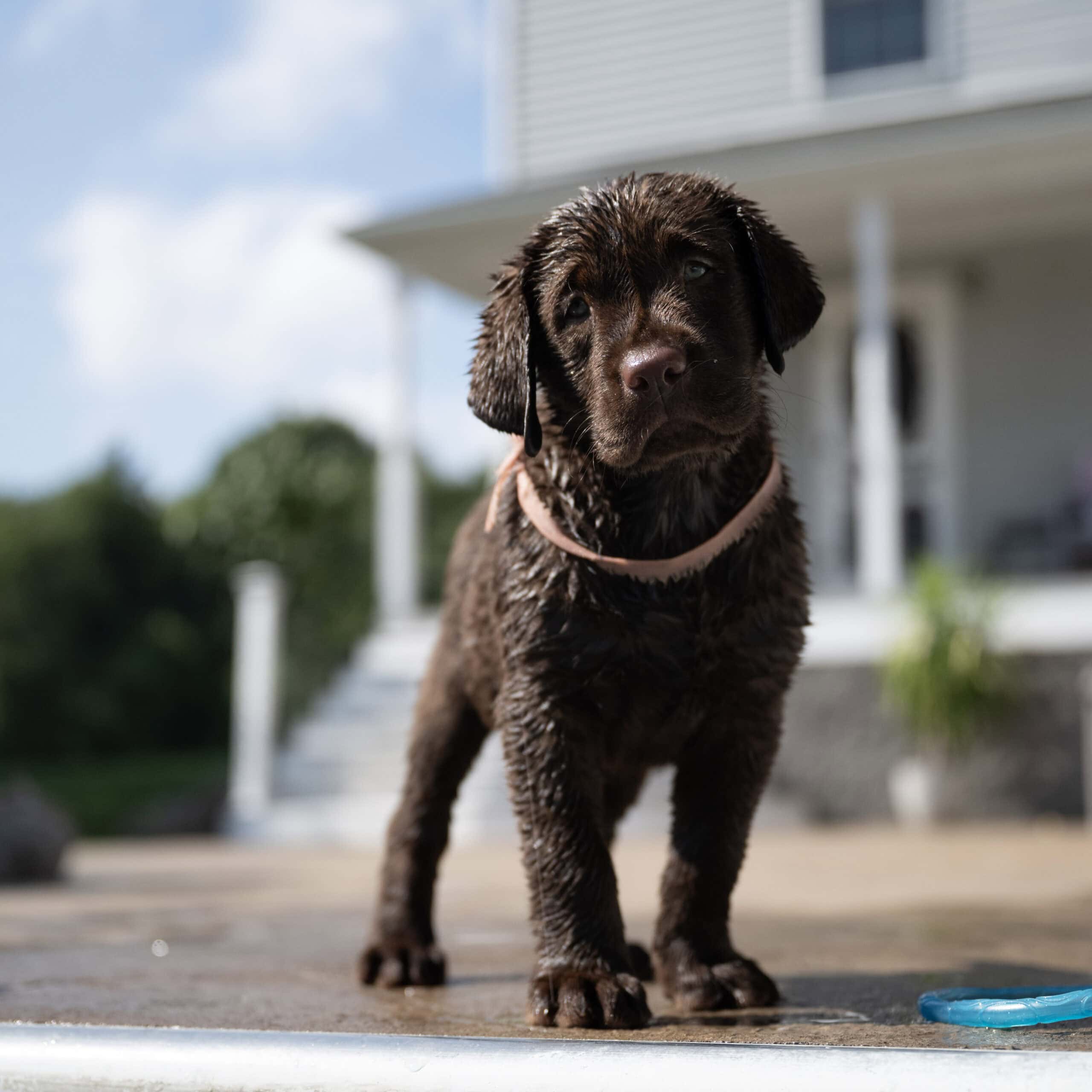 Triscuit | Chocolate Female Labrador Puppy