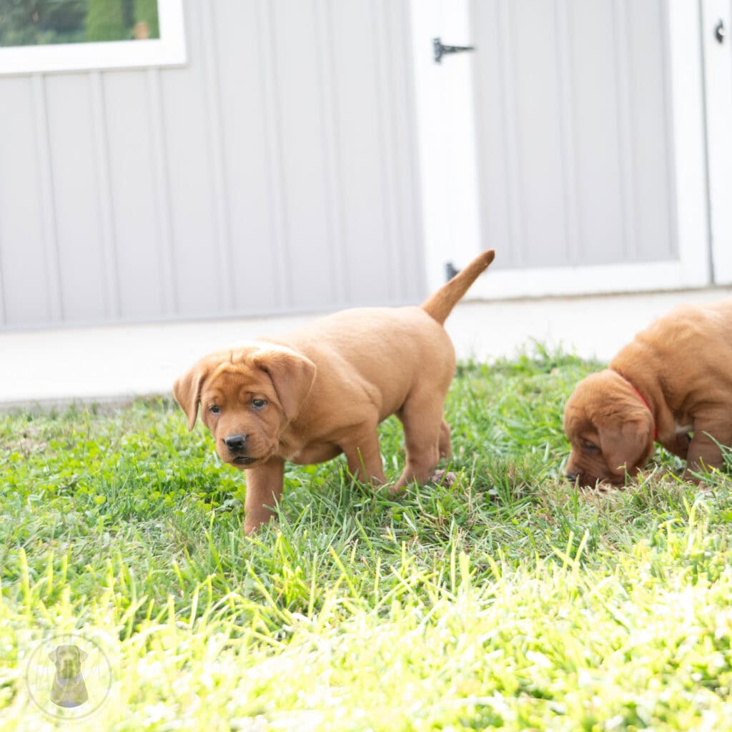 Two adorable English Labrador puppies in yellow and chocolate coats playing outside.