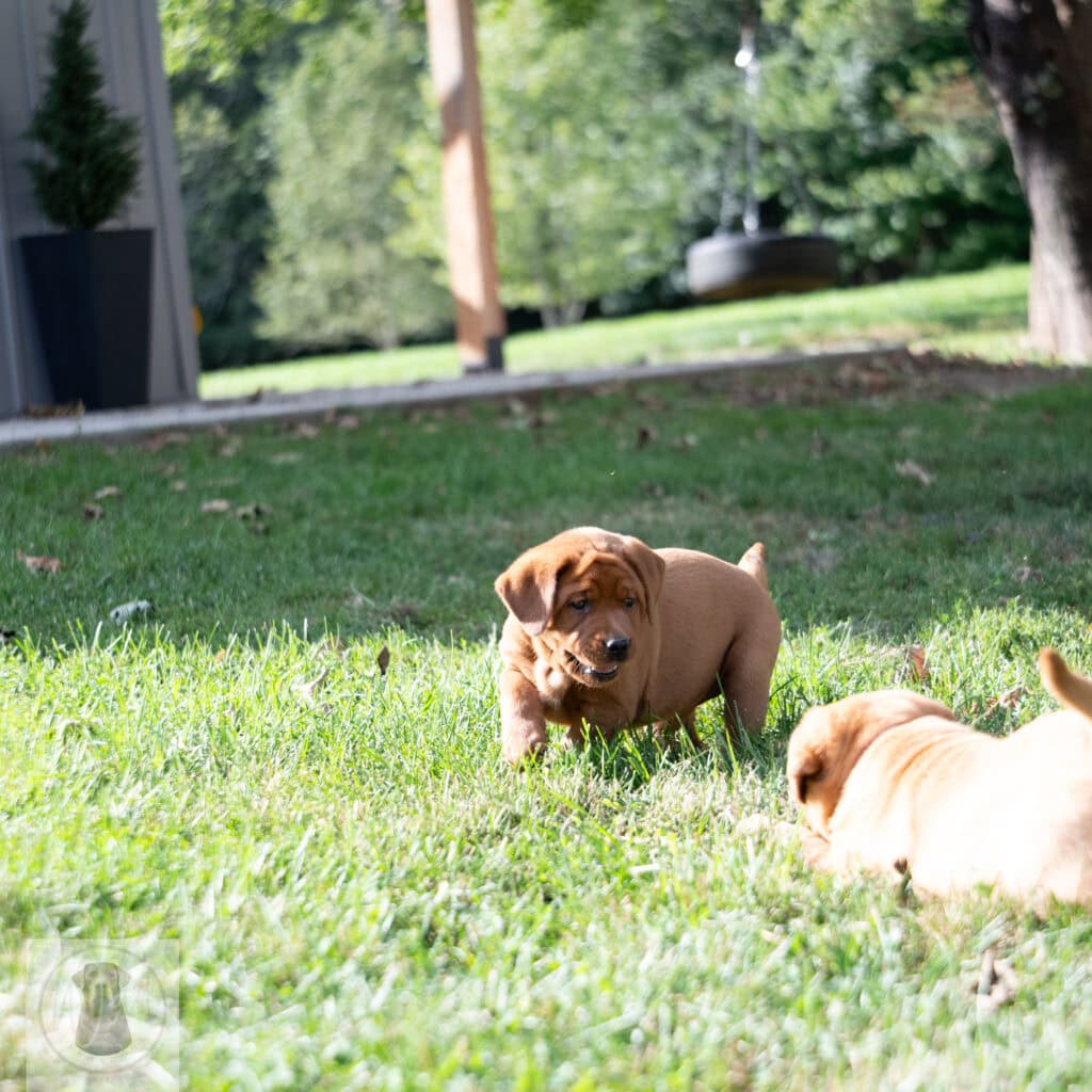 English Labrador puppy with chocolate coat playing outdoors in Massachusetts.