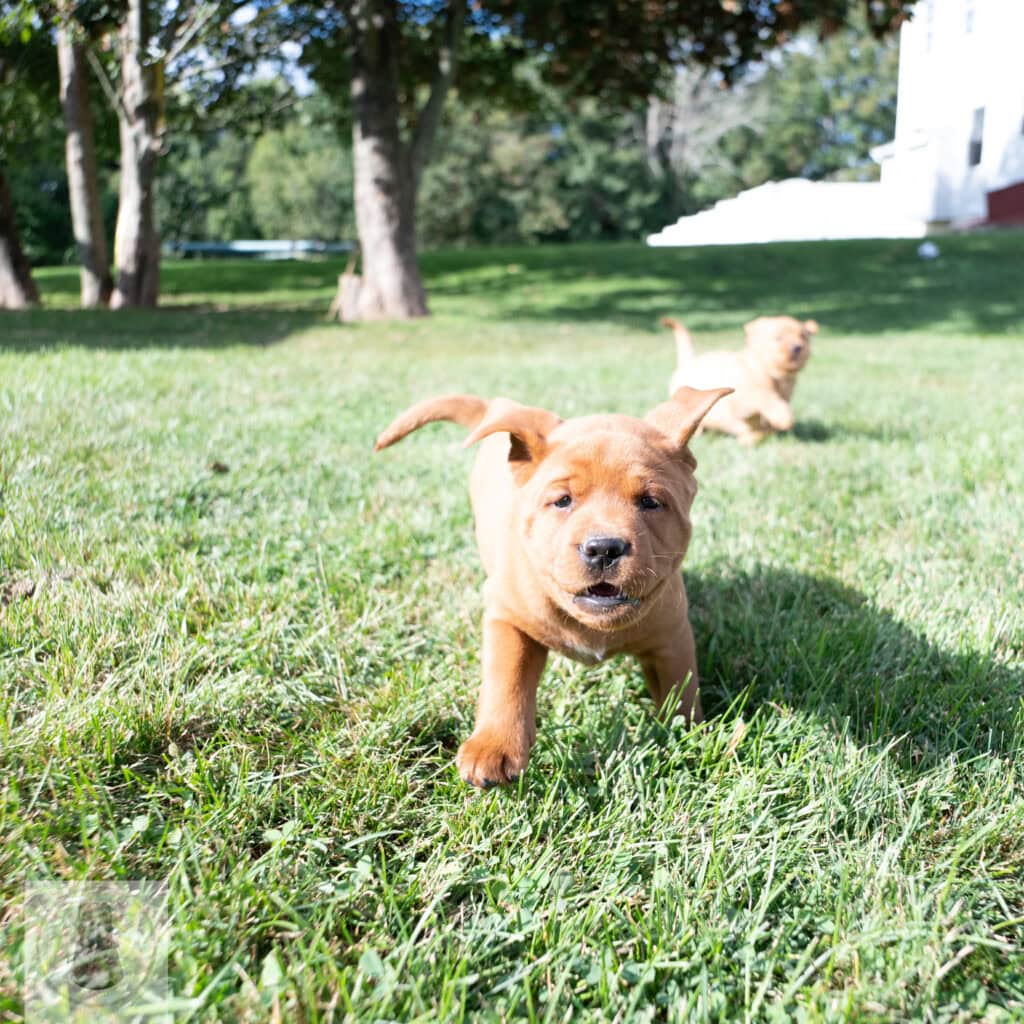 English Labrador puppy with silver coat running on grass in Massachusetts.