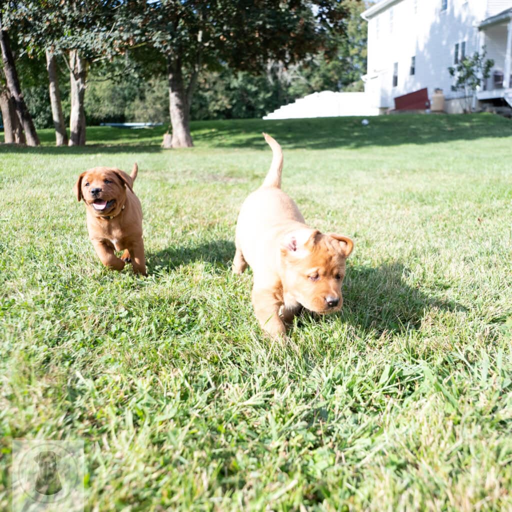 English Labrador puppies playing on green lawn in Massachusetts.