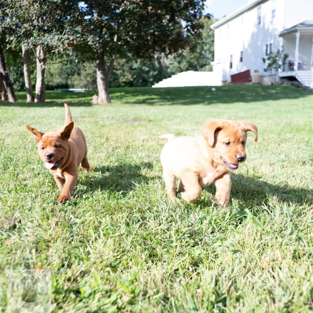 English Labrador puppies running on green lawn in Massachusetts.