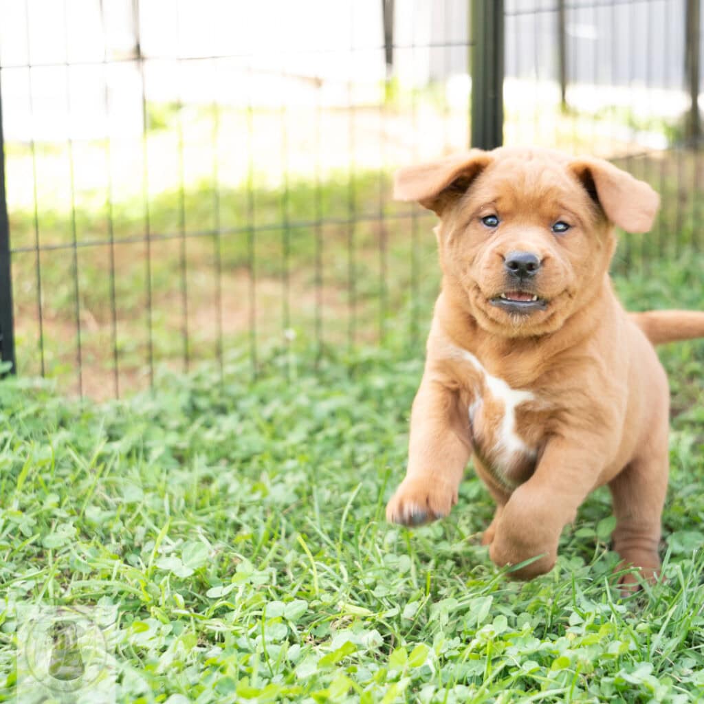 English Labrador puppy with blue eyes in outdoor enclosure.