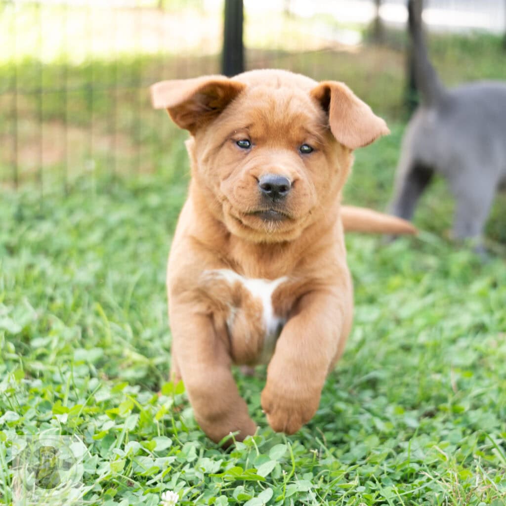 Cute English Labrador puppy with a chocolate coat running on grass.