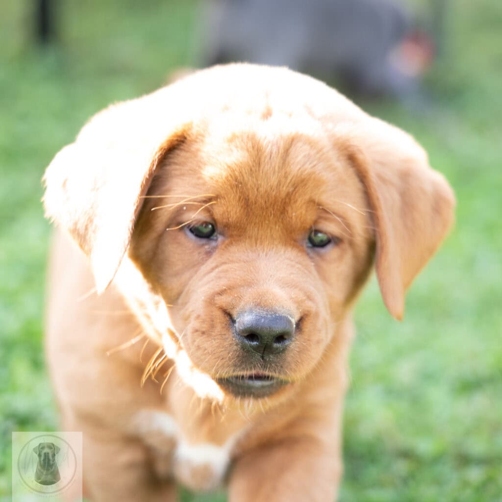 Cute English Labrador puppy with chocolate coat from Wild Labradors in Massachusetts.