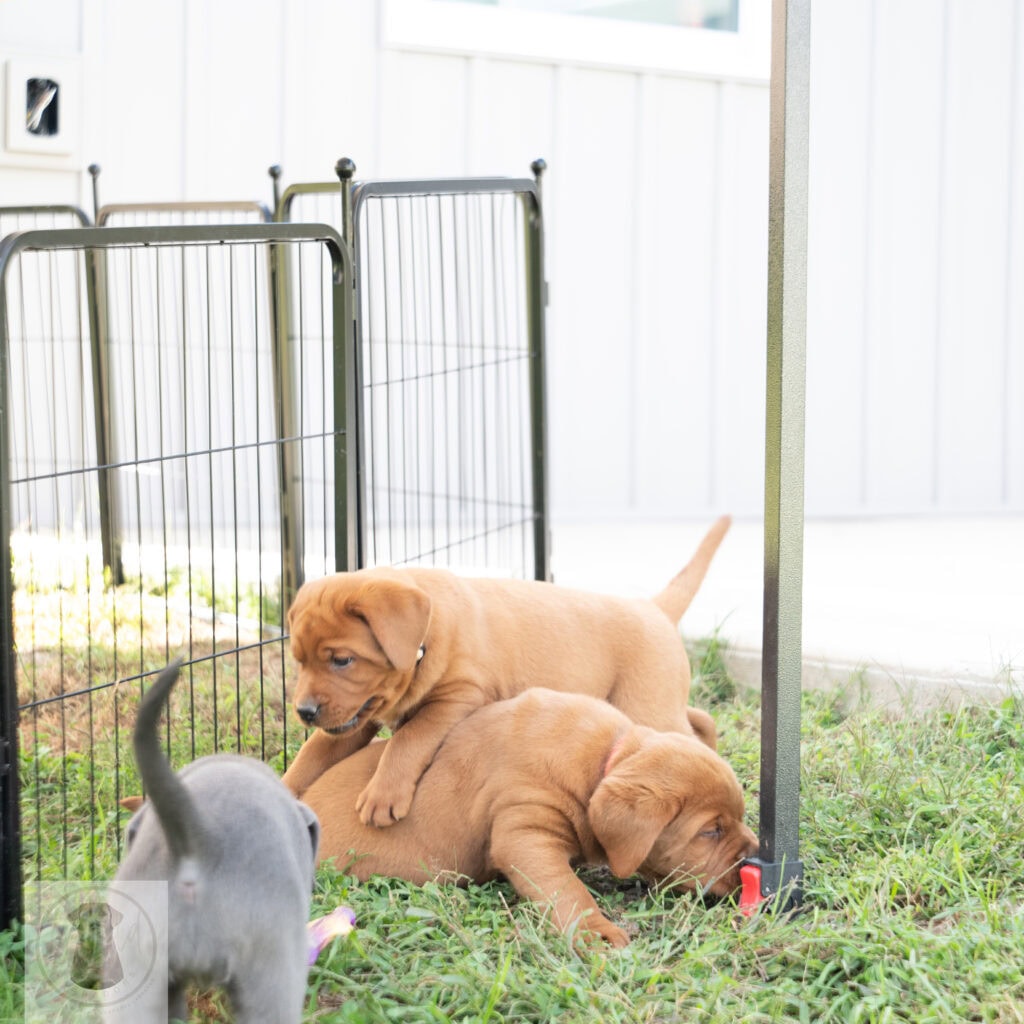 English Labrador puppies in a fenced outdoor play area.