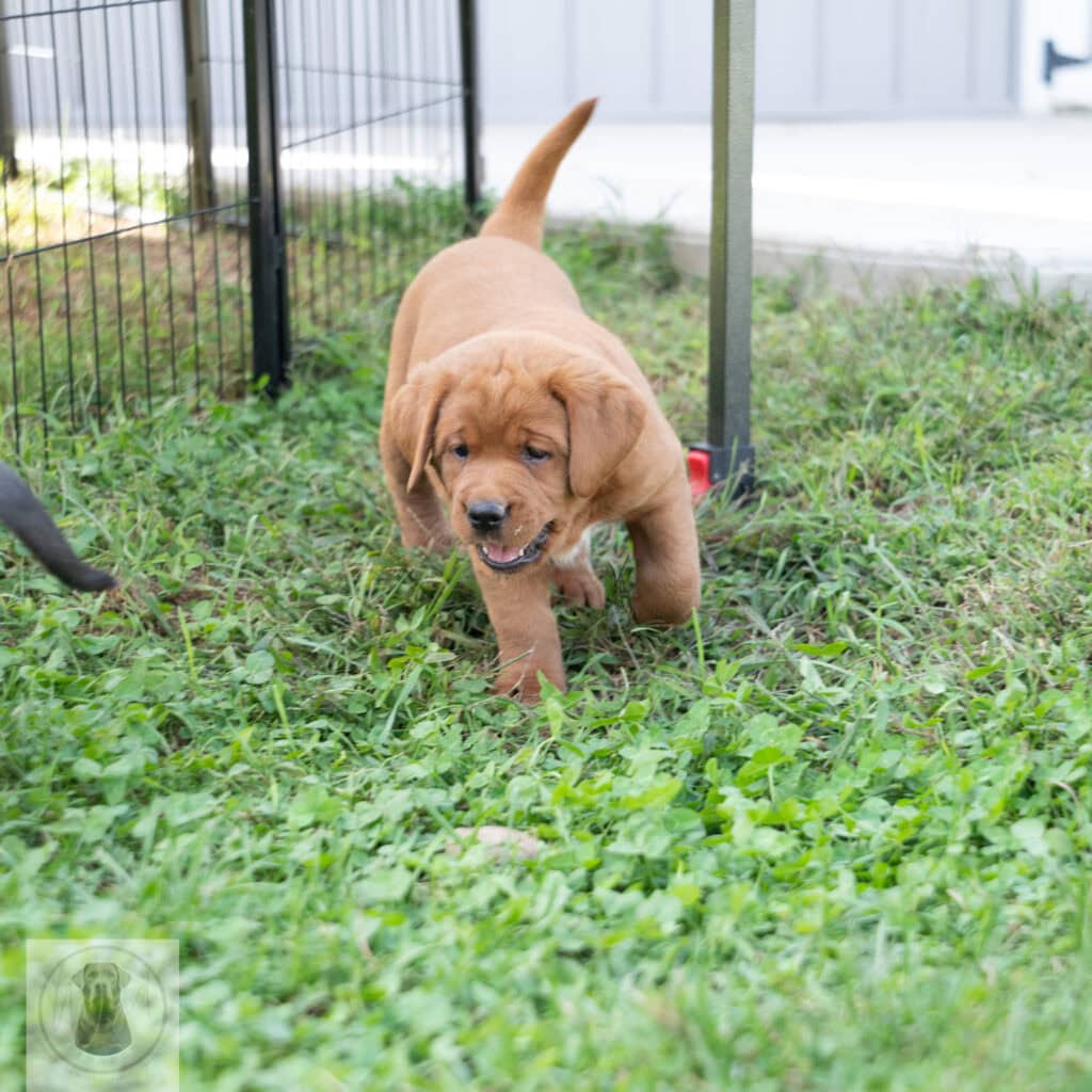 English Labrador puppy with a chocolate coat in outdoor play area.