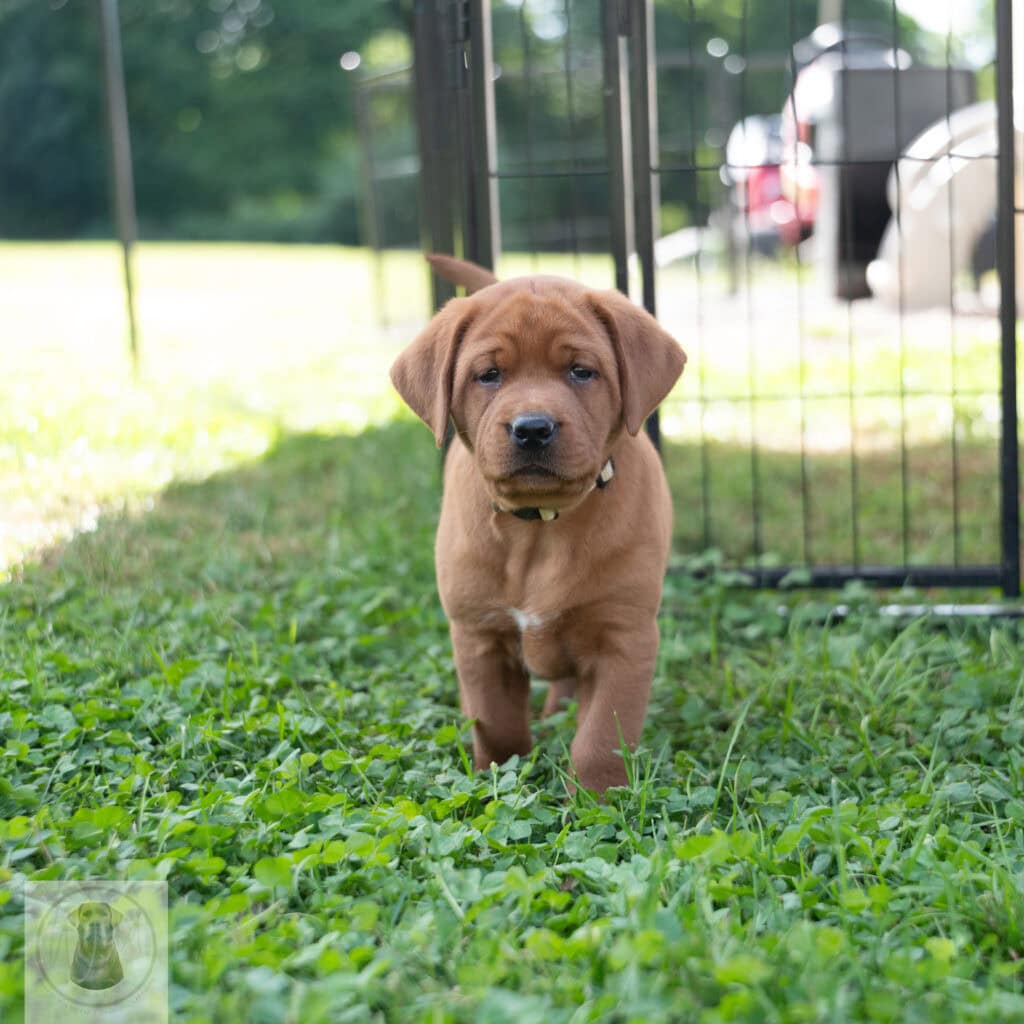 Wild Labradors English Labrador puppy with a brown coat in outdoor yard.