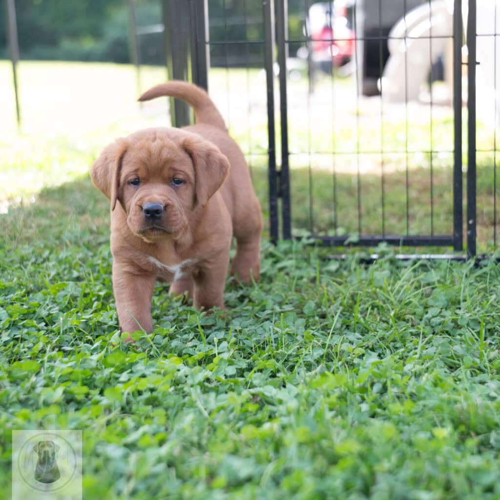 Cute English Labrador puppy with chocolate coat exploring outdoors.
