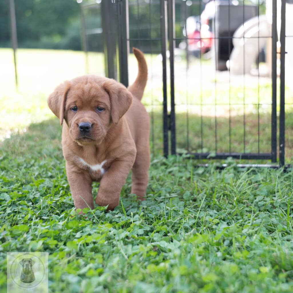 Cute English Labrador puppy with a chocolate coat in outdoor enclosure.