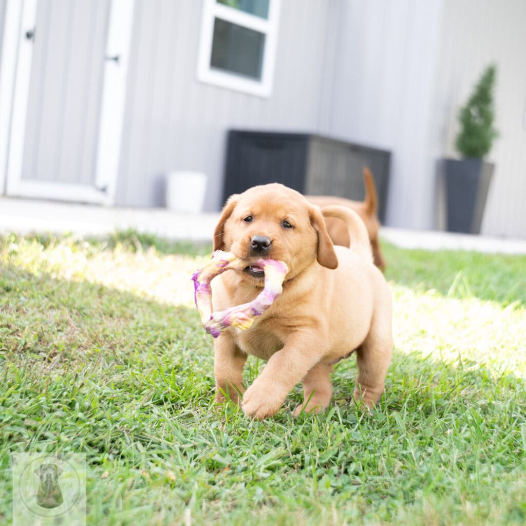 Cute yellow Labrador puppy with a toy in a backyard setting.