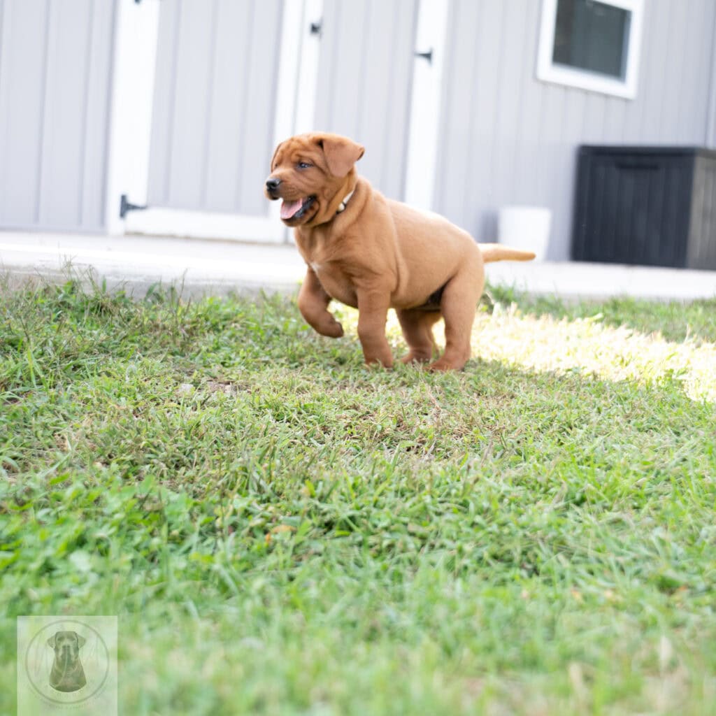English Labrador puppy with a chocolate coat playing outside in Massachusetts.
