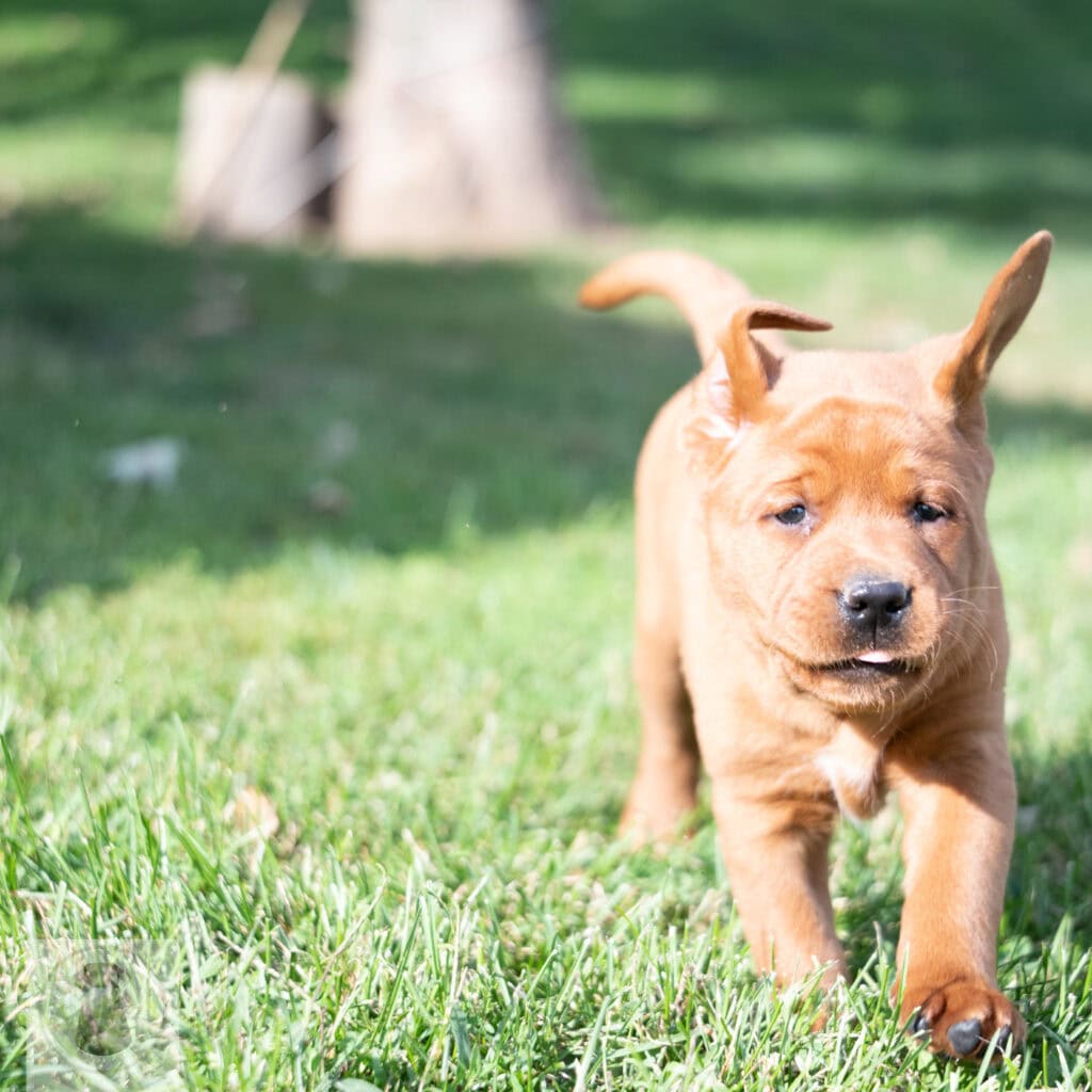 English Labrador puppy with a tan coat exploring outdoors in Massachusetts.