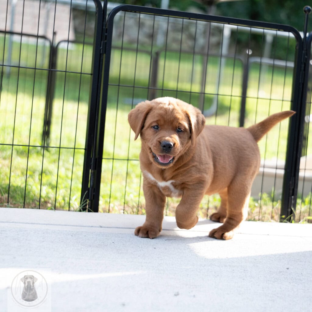 Cute brown Labrador puppy in outdoor playpen from Wild Labradors Massachusetts.