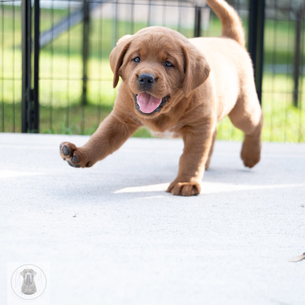 Cute Labrador puppy running on outdoor patio in Massachusetts.