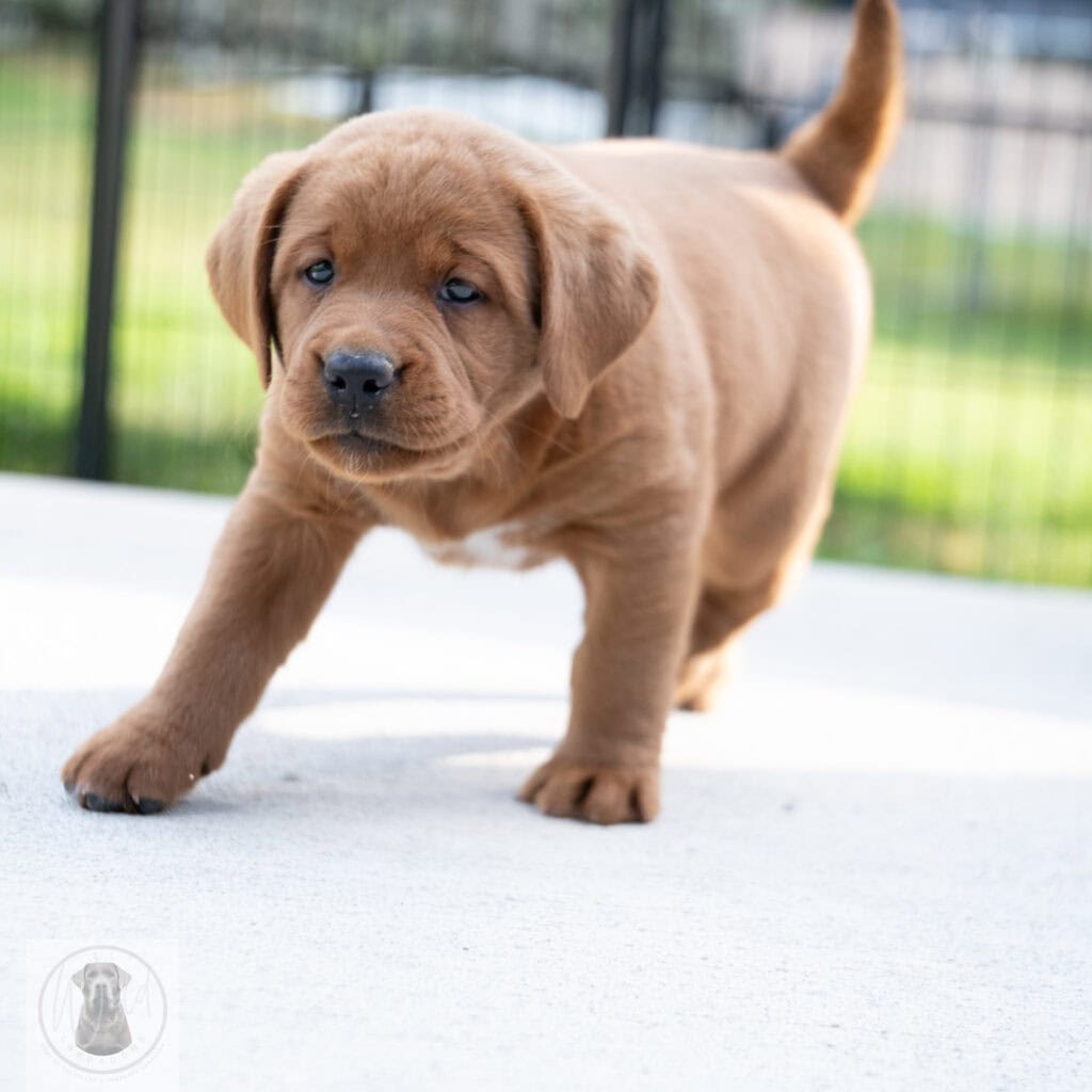 Adorable chocolate Labrador puppy with blue eyes from Wild Labradors in Massachusetts.