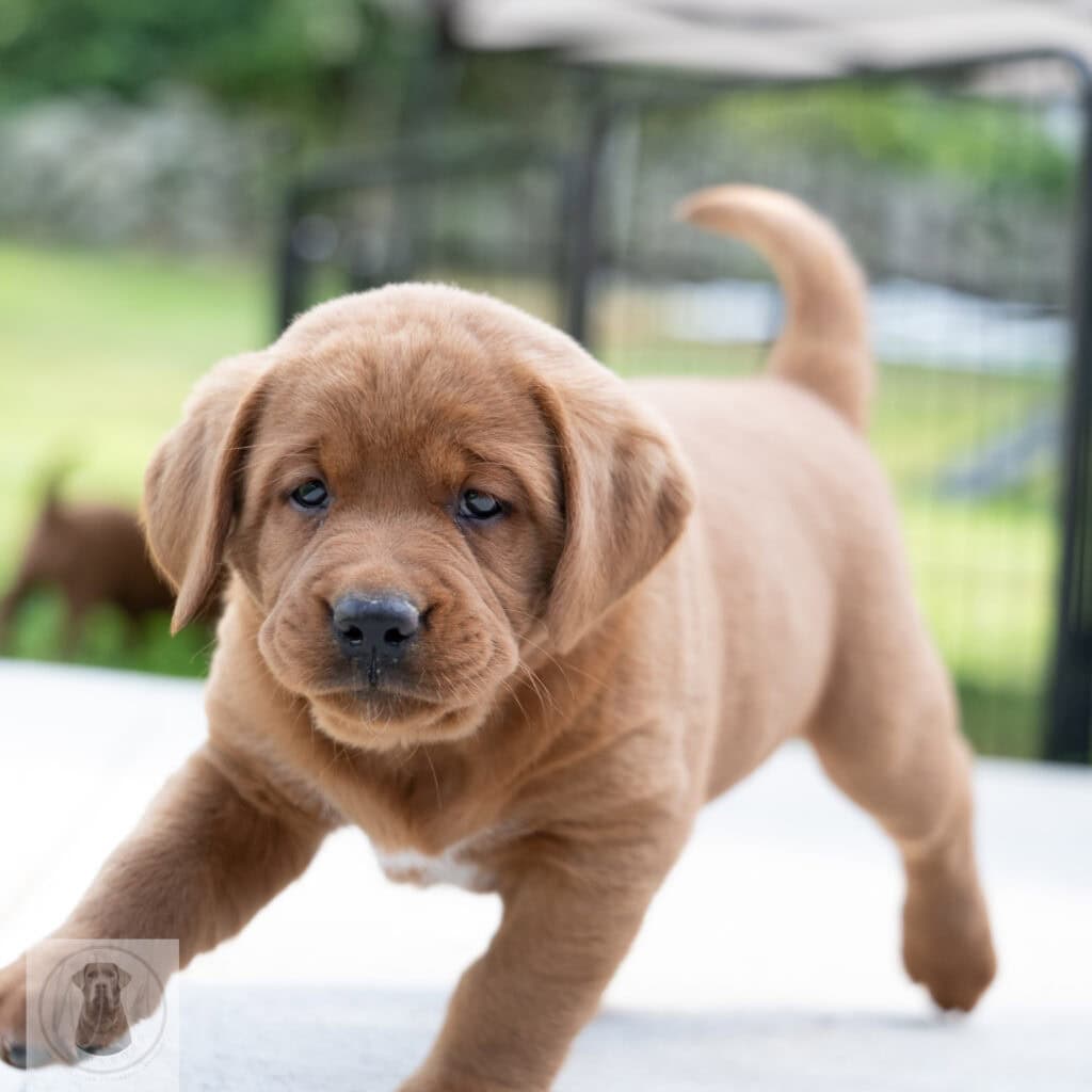 Cute English Labrador puppy with chocolate coat from Wild Labradors in Massachusetts.