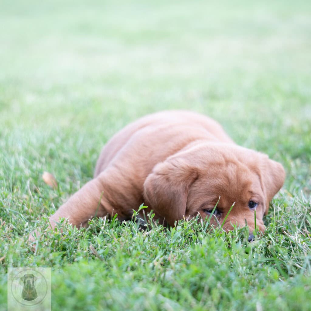 English Labrador puppy with a chocolate coat lying in green grass.