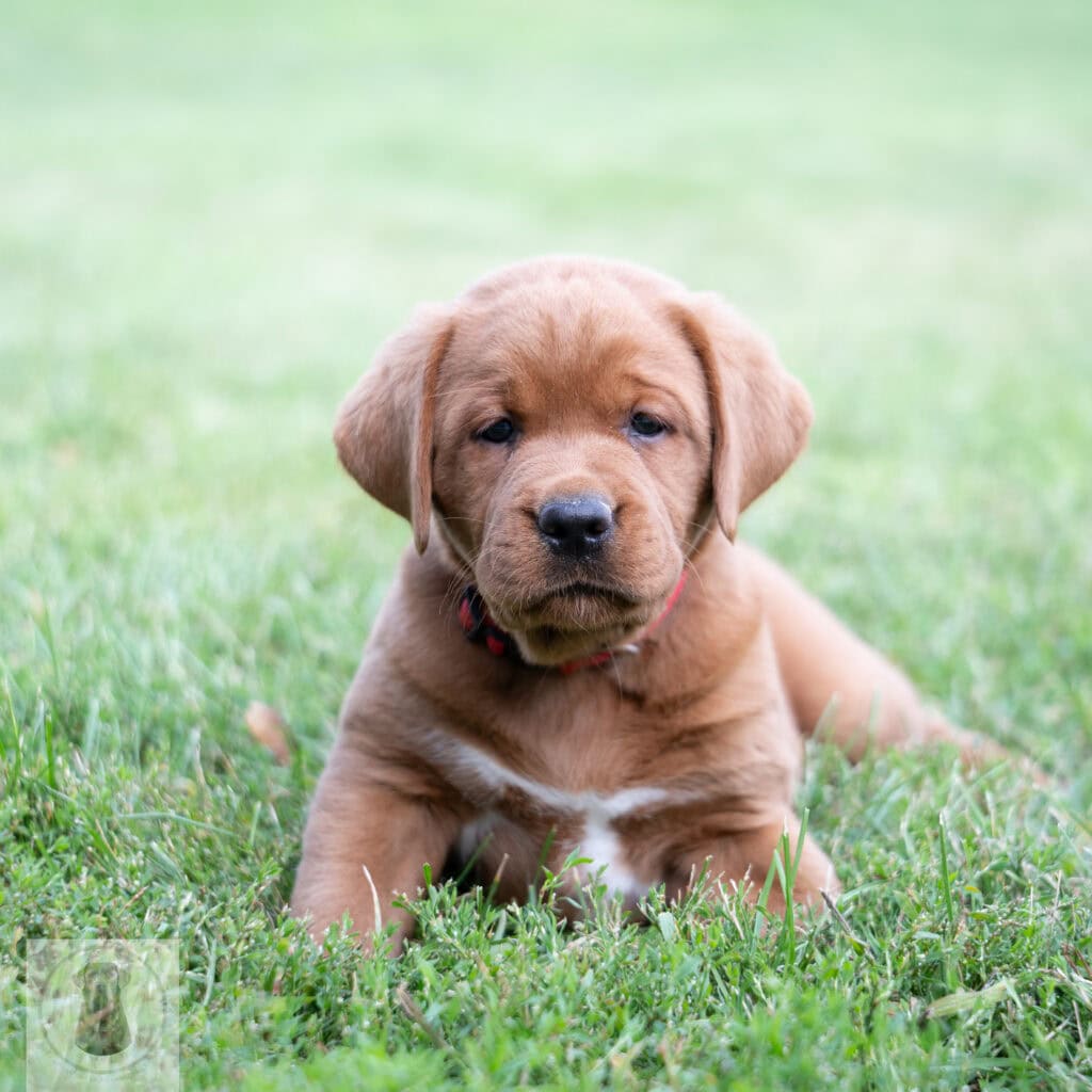 Cute English Labrador puppy with a chocolate coat sitting on grass.