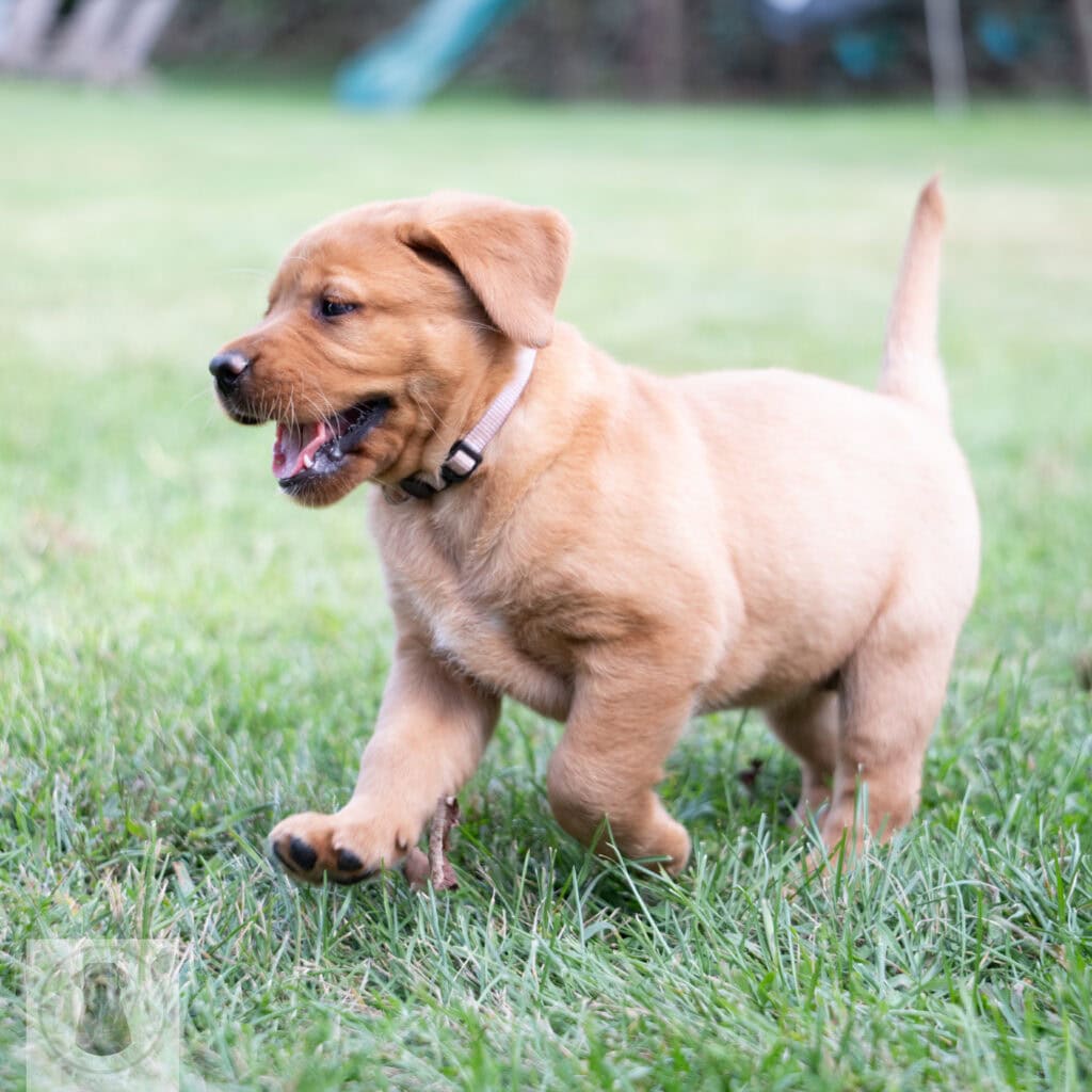 English Labrador puppy with silver coat playing outdoors in Massachusetts.