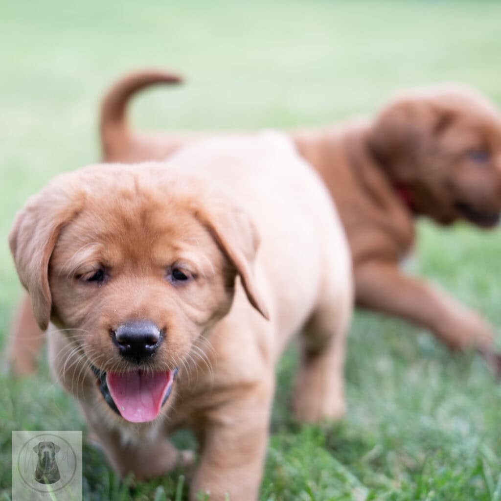 English Labrador puppy with silver coat playing outdoors in Massachusetts.
