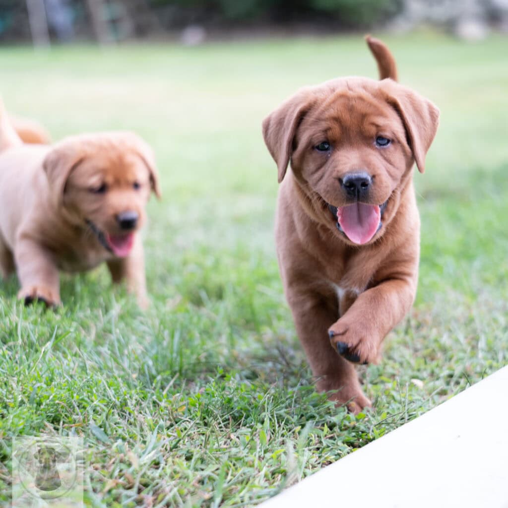 English Labrador puppies in Massachusetts, one chocolate and one black, playing outdoors.