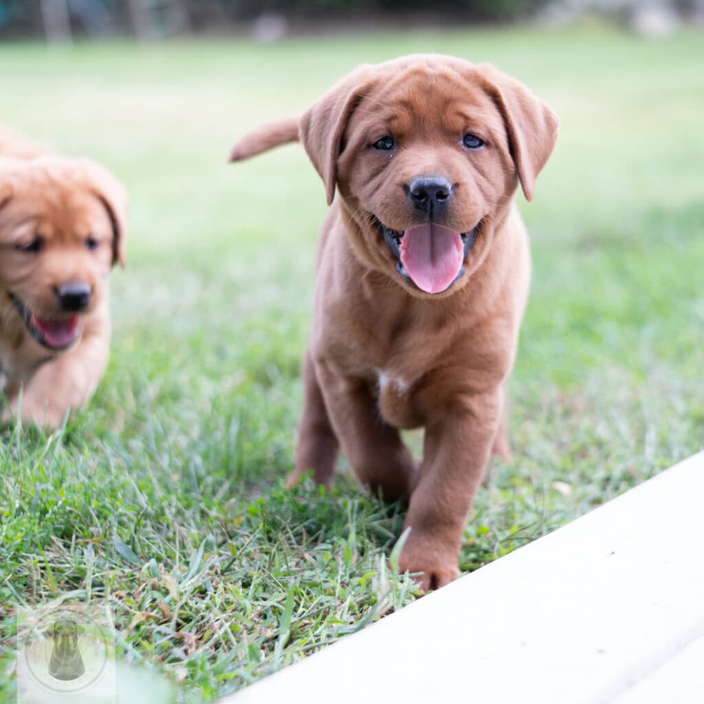 Cute English Labrador puppy with chocolate coat from Wild Labradors in Massachusetts.