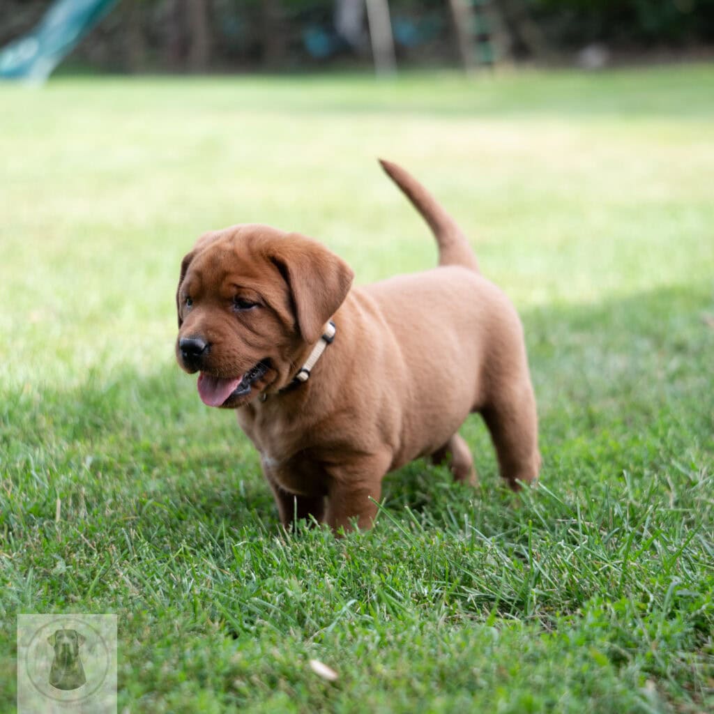 Cute English Labrador puppy with chocolate coat playing on grass.