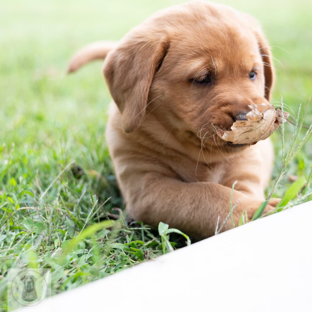 Cute English Labrador puppy with a leaf in its mouth on green grass.