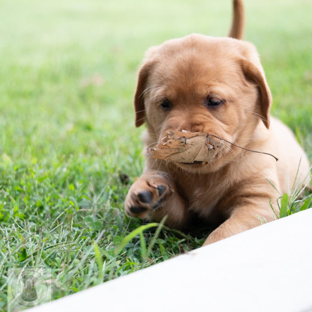 English Labrador puppy with a leaf in its mouth on green grass.