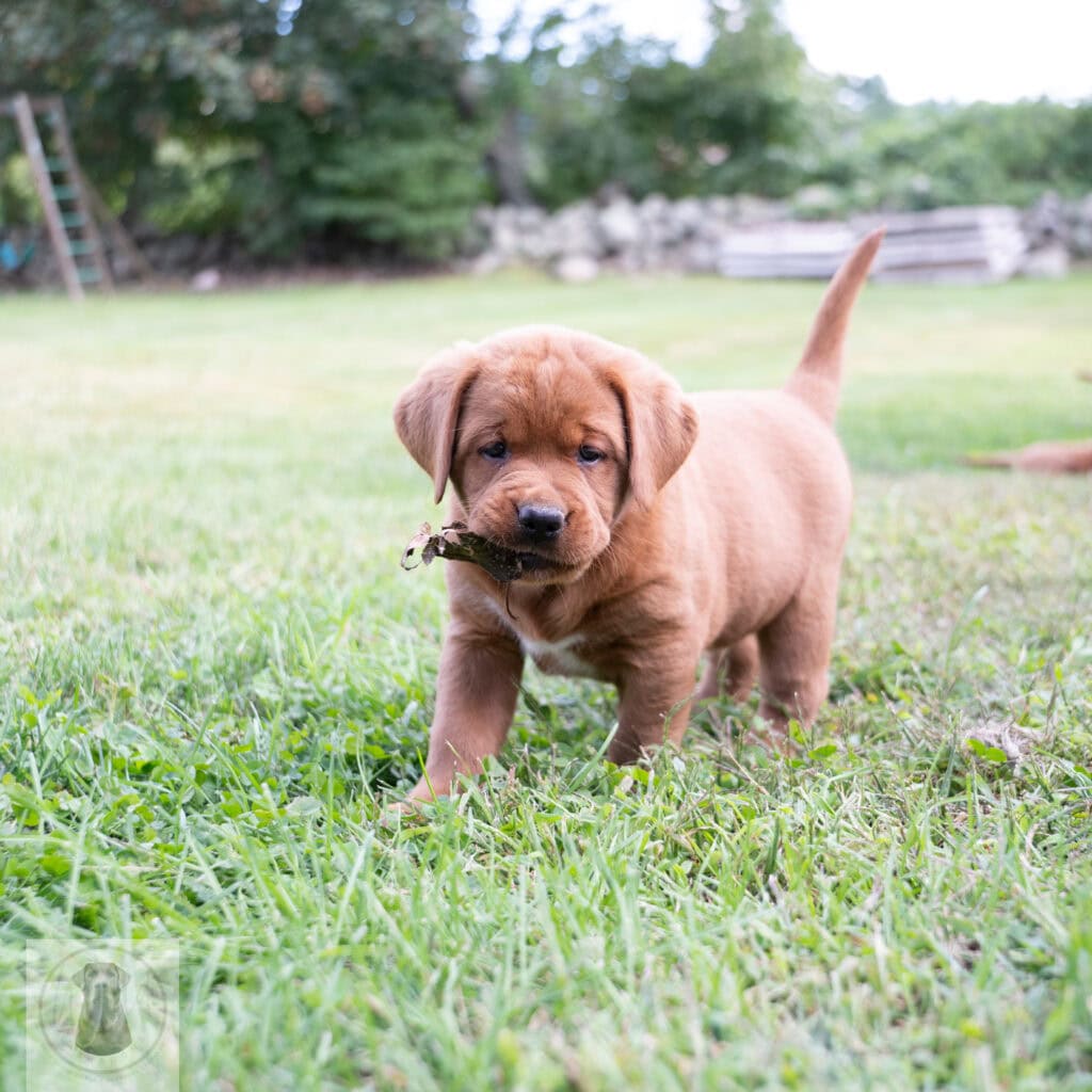English Labrador puppy with a stick in a grassy yard in Massachusetts.