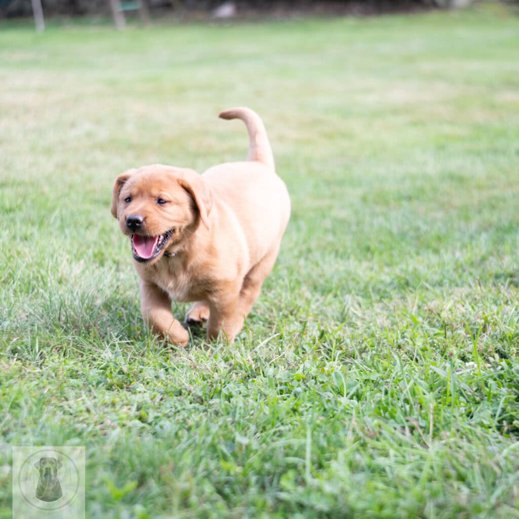 Cute English Labrador puppy with yellow coat playing outdoors.