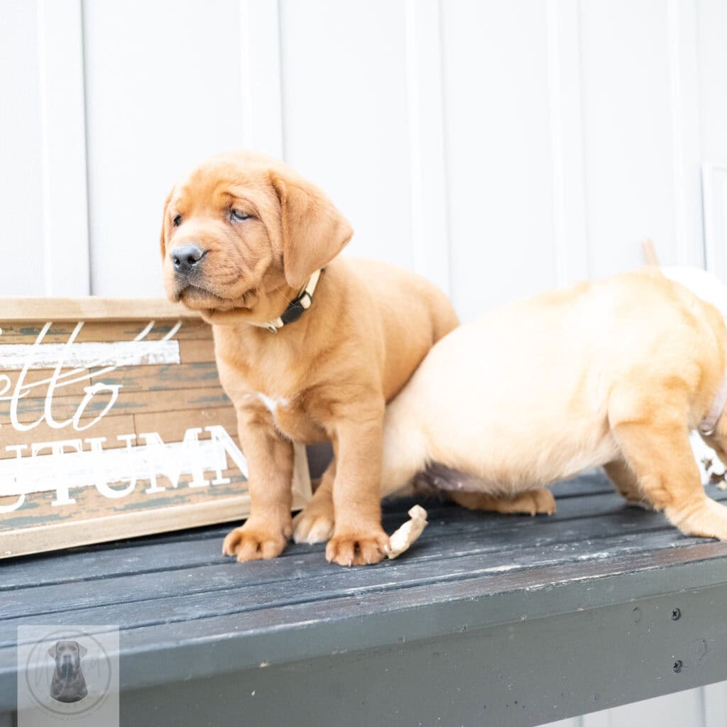 Cute English Labrador puppy with a silver coat from Wild Labradors in Massachusetts.
