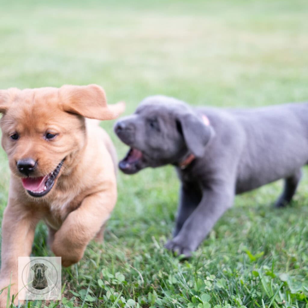 English Labrador puppies in silver and charcoal coat colors playing outdoors.