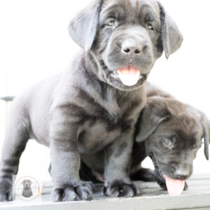 Beatrice Litter - Black Female 1st Choice of 2