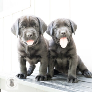 Beatrice Litter - Black Female 2nd Choice of 2 (Last Puppy)