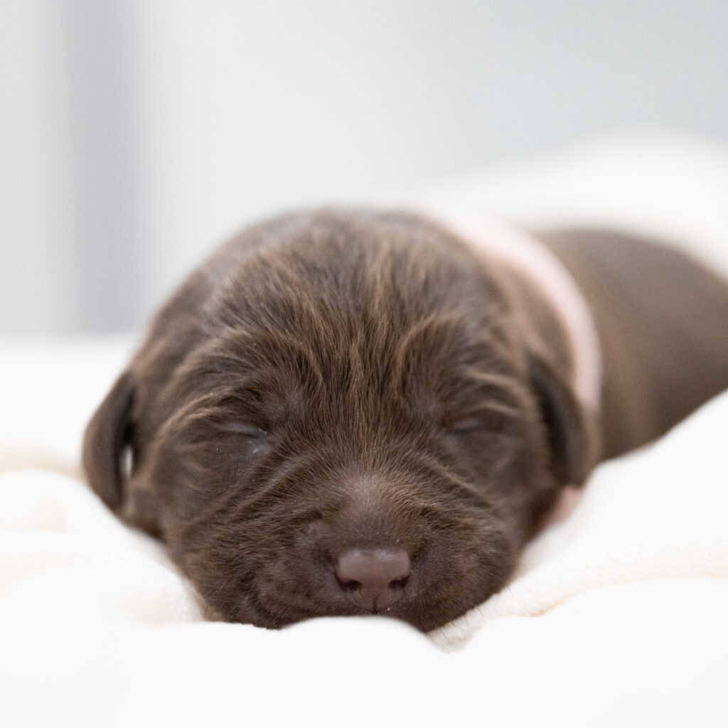 Purdy Litter - Chocolate Female - Only Female