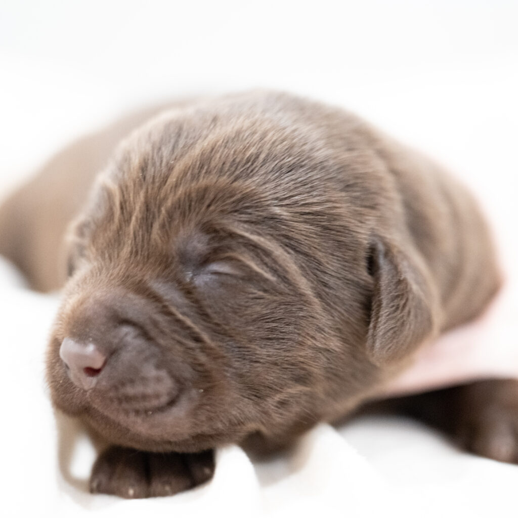 Purdy Litter - Chocolate Female - Only Female