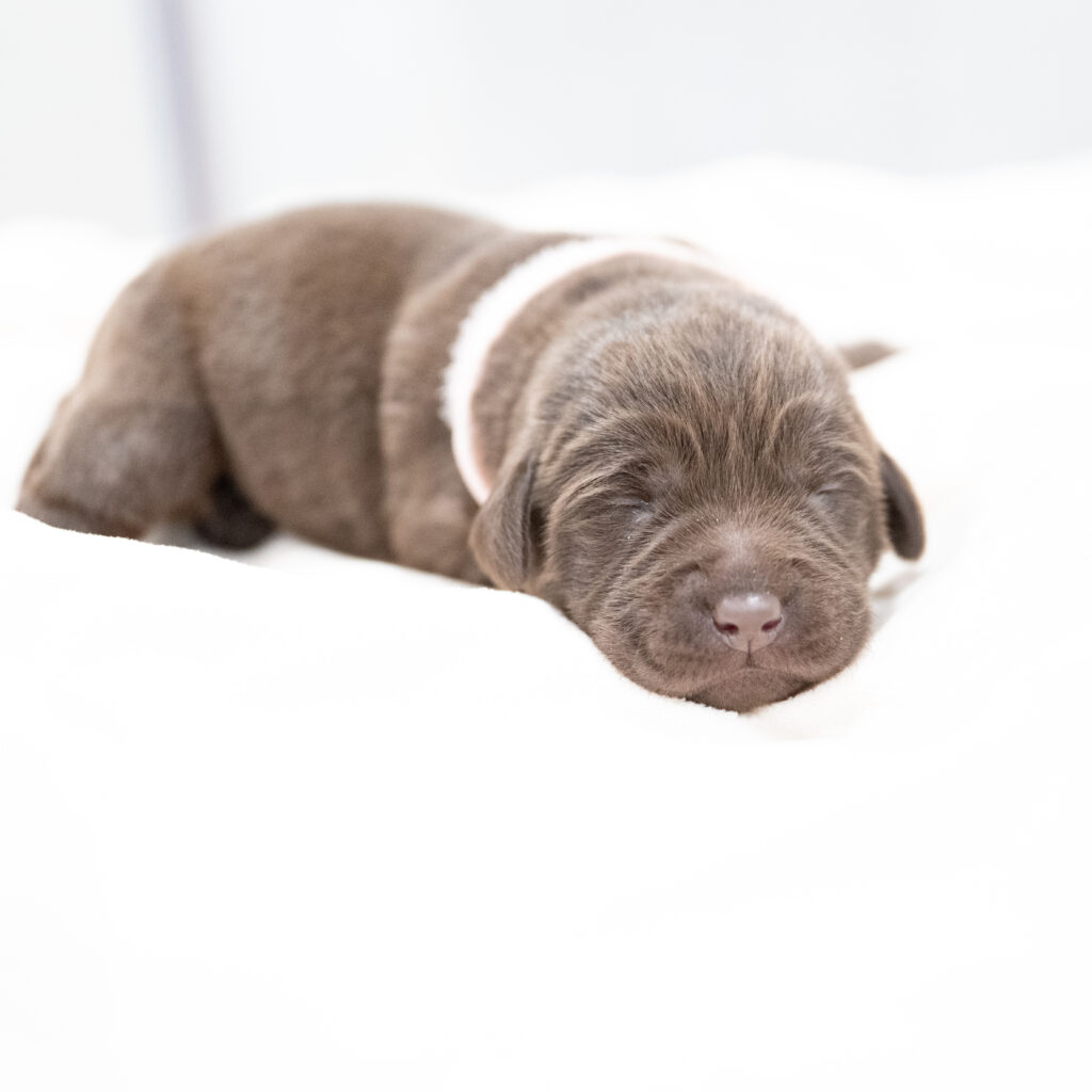 Purdy Litter - Chocolate Female - Only Female