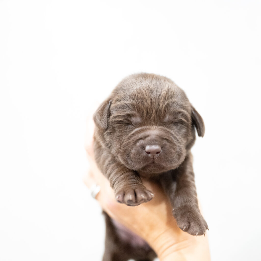 Dora Litter - Chocolate Male 1st Choice of 2