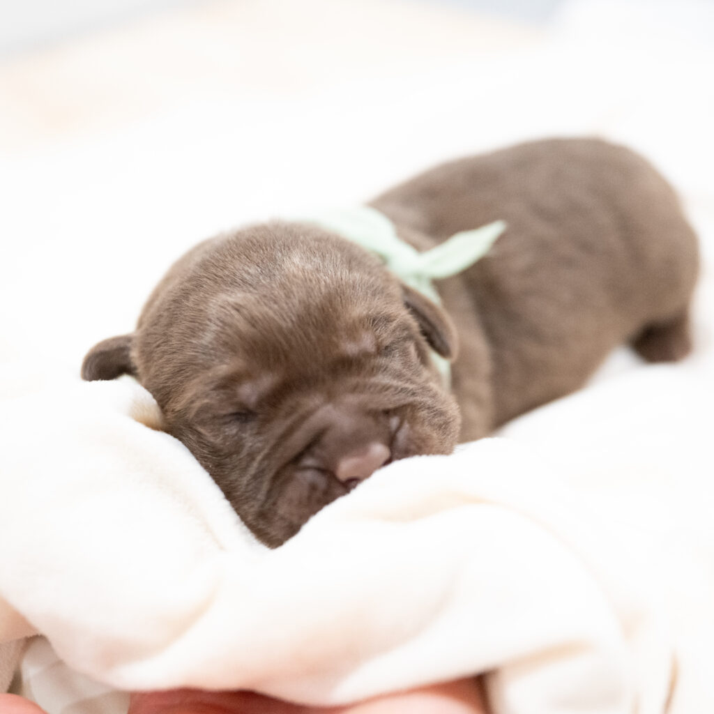 Dora Litter - Chocolate Male 1st Choice of 2