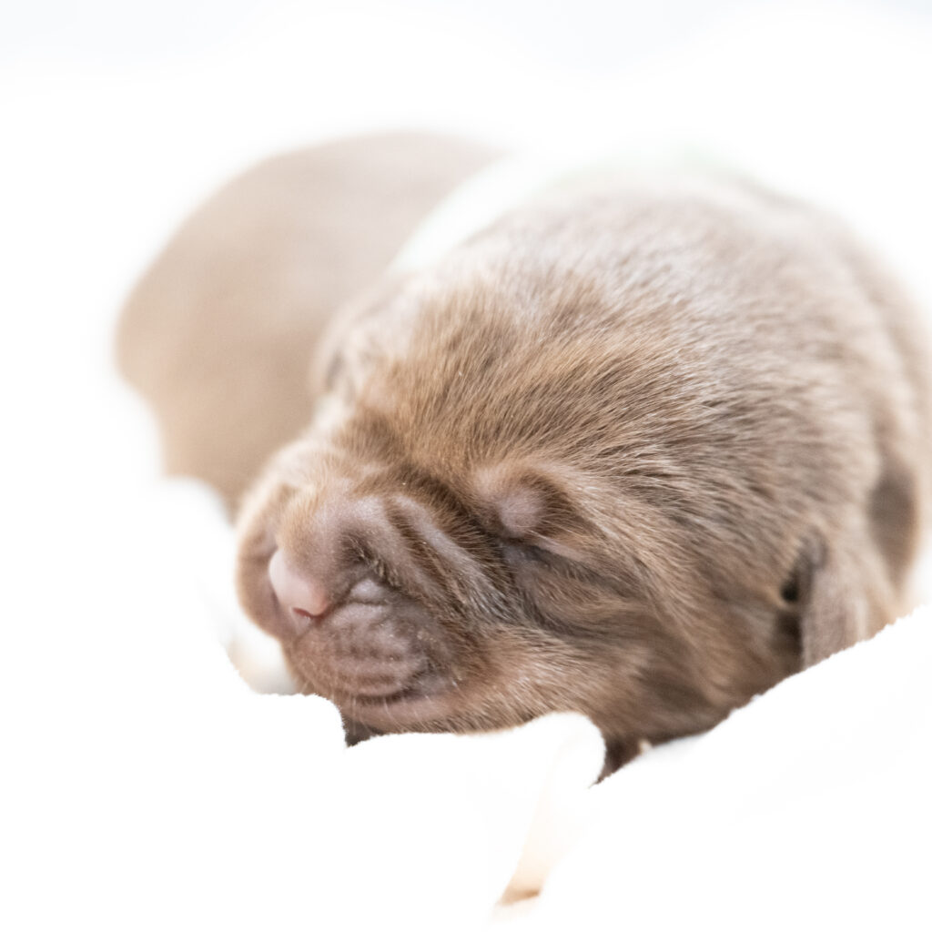Dora Litter - Chocolate Male 2nd Choice of 2 (Last Puppy)