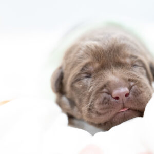 Dora Litter – Chocolate Male 2nd Choice of 2 (Last Puppy)
