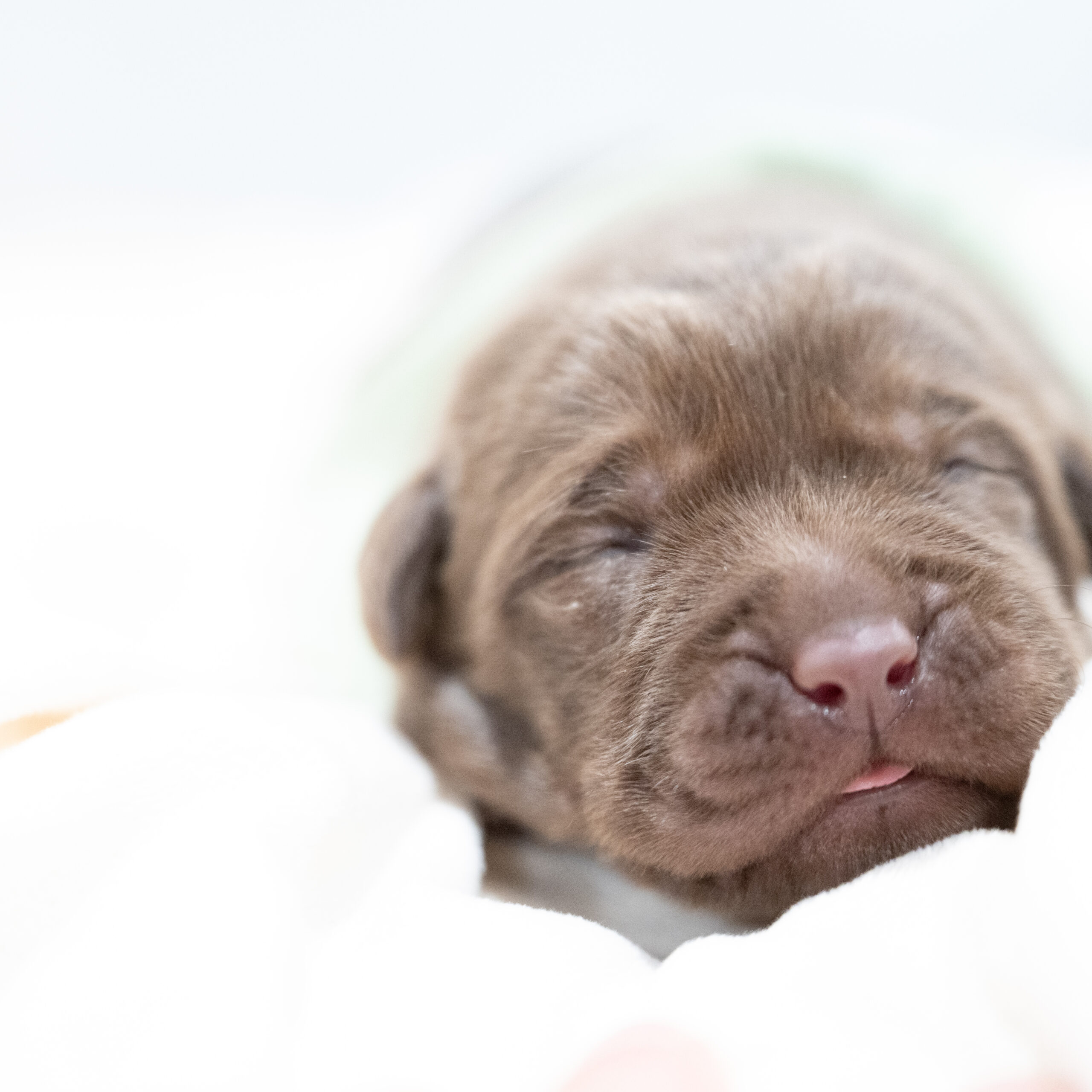 Dora Litter – Chocolate Male 2nd Choice of 2 (Last Puppy)