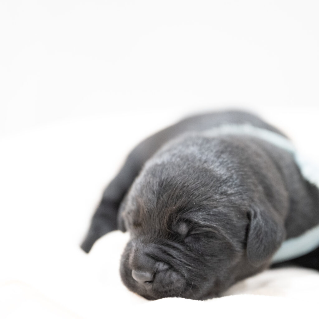 Dora Litter - Black Male 1st Choice of 2