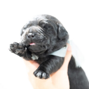 Dora Litter – Black Male 1st Choice of 2