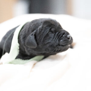Dora Litter – Black Male 2nd Choice of 2 (Last Puppy)