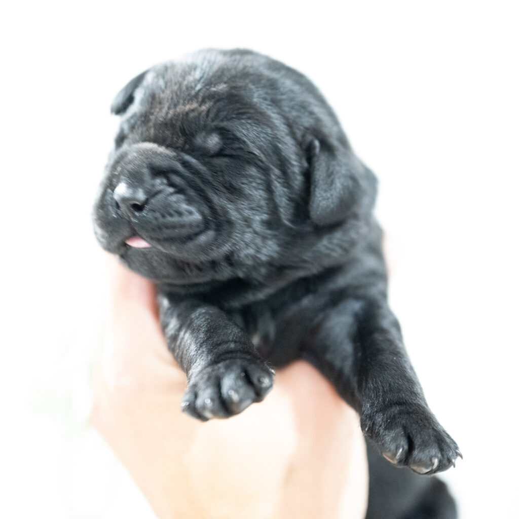 Dora Litter - Black Male 2nd Choice of 2 (Last Puppy)