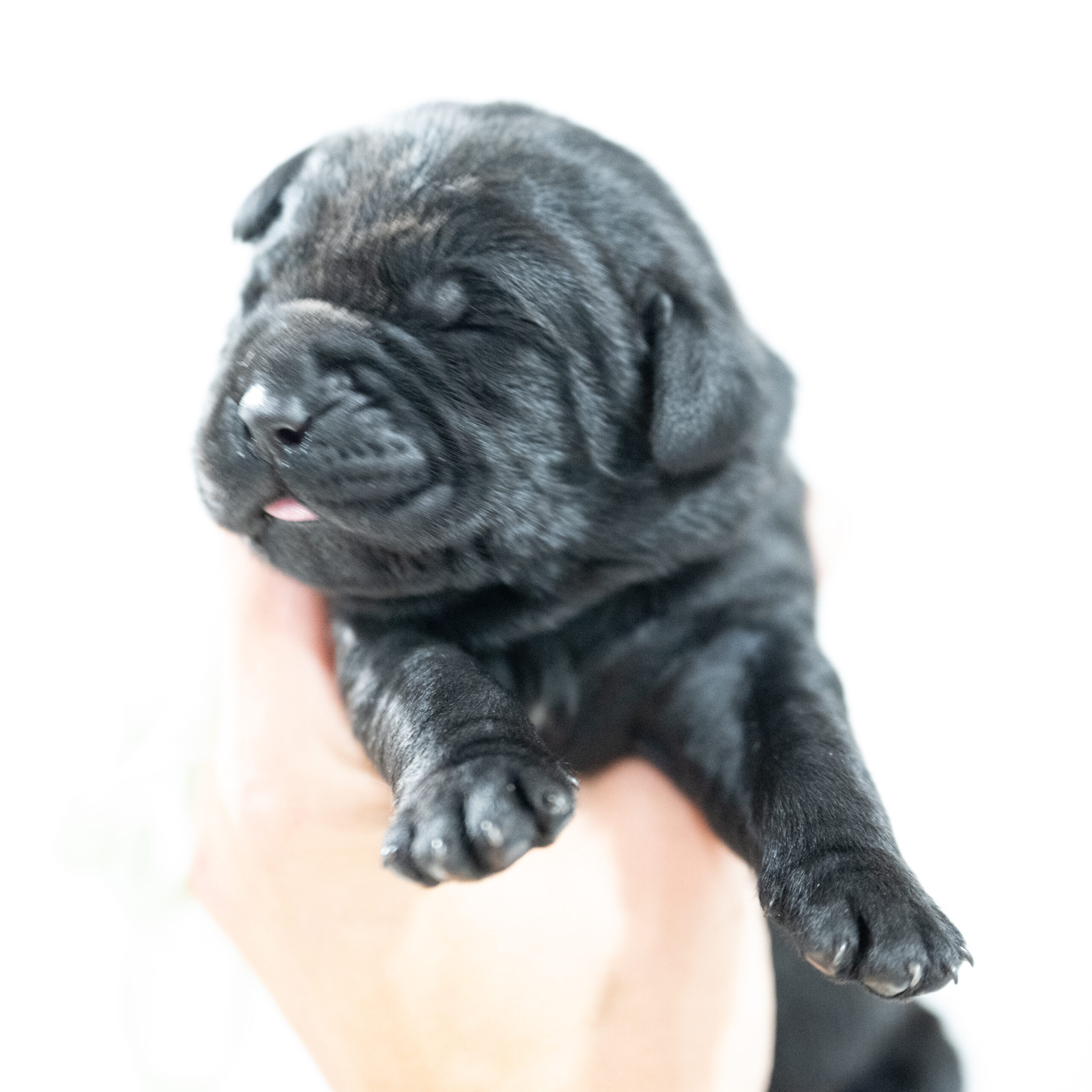 Purdy Litter – Black Male 2nd Choice of 2 (Last Puppy)